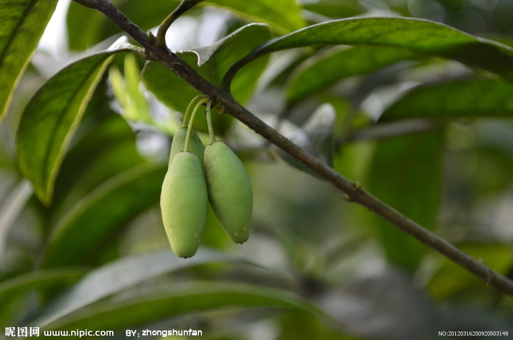 桂花果实.jpg