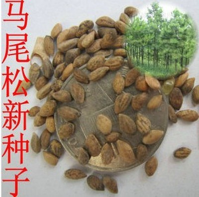 马尾松种子.png