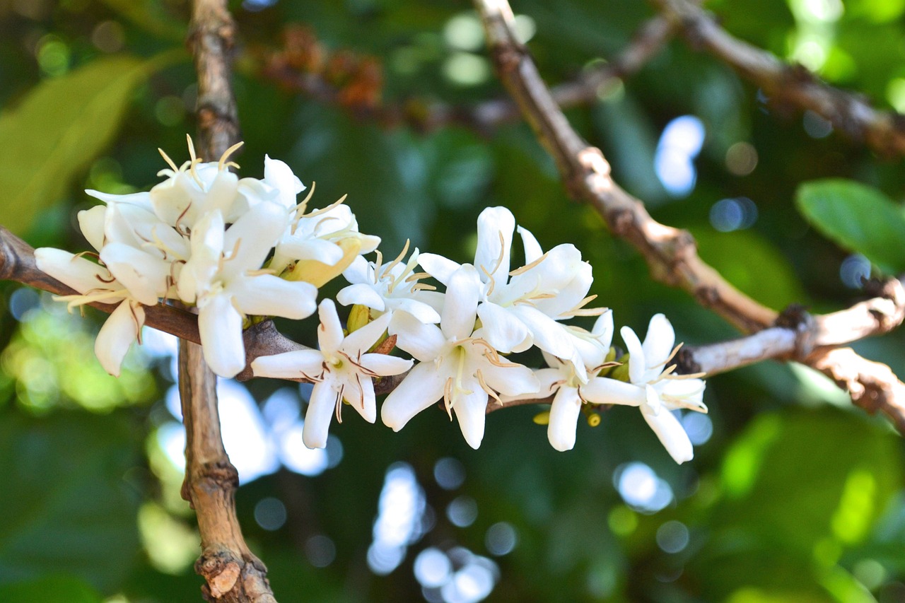 图1-1-2 咖啡花.jpg