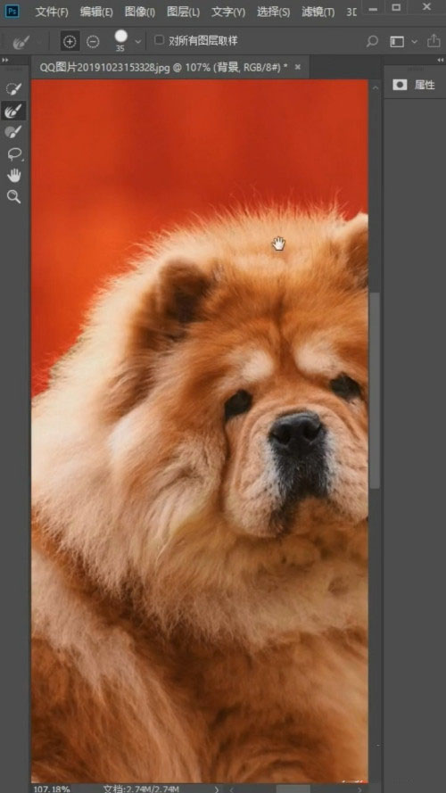 Photoshop怎么抠狮子狗(Photoshop抠狮子狗教程) Photoshop怎么抠狮子狗(Photoshop抠狮子狗教程)