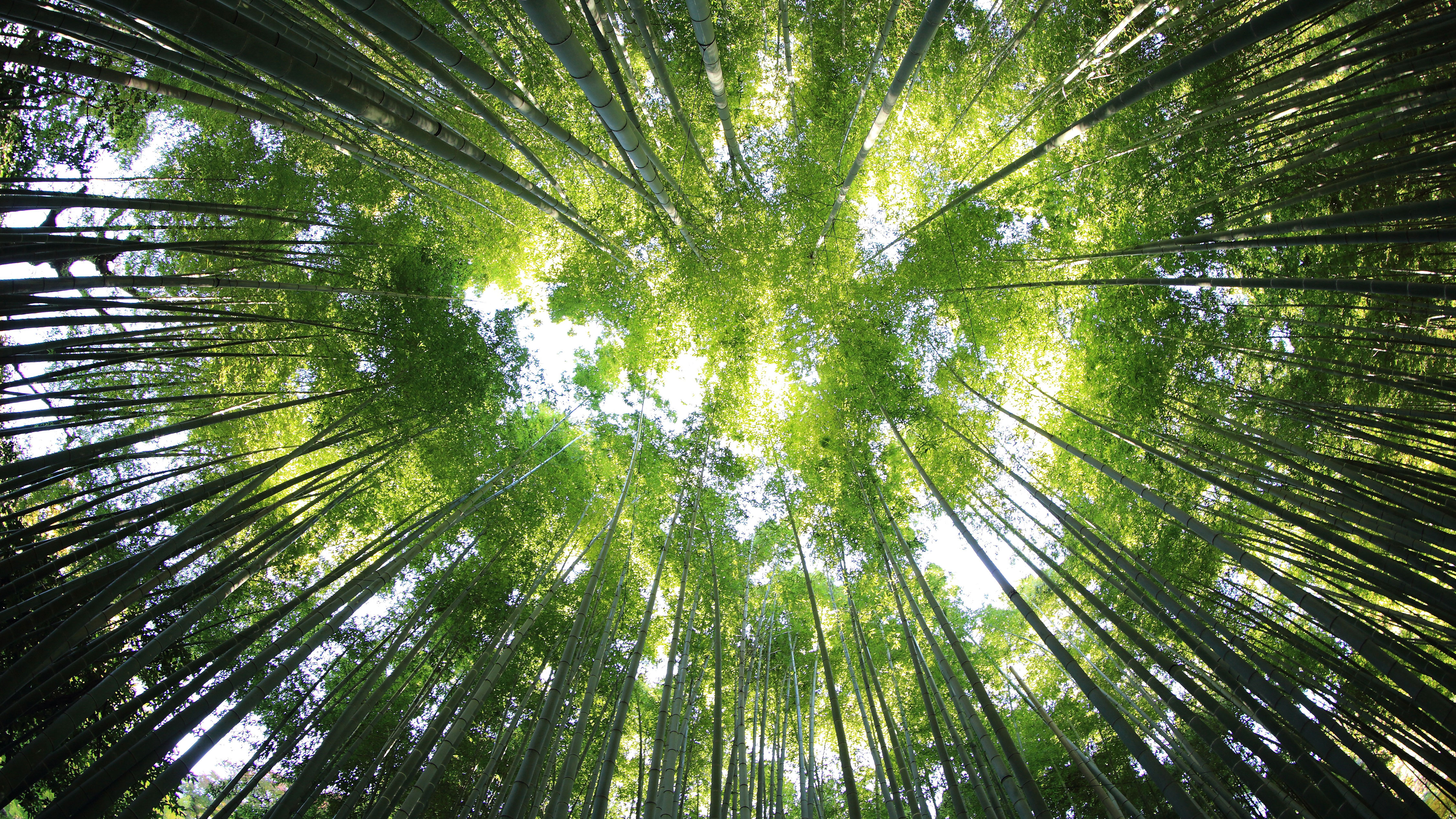 超清全屏壁纸 亮眼 优质图 高清无水印素材 #15887