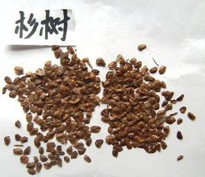 杉木种子2.png