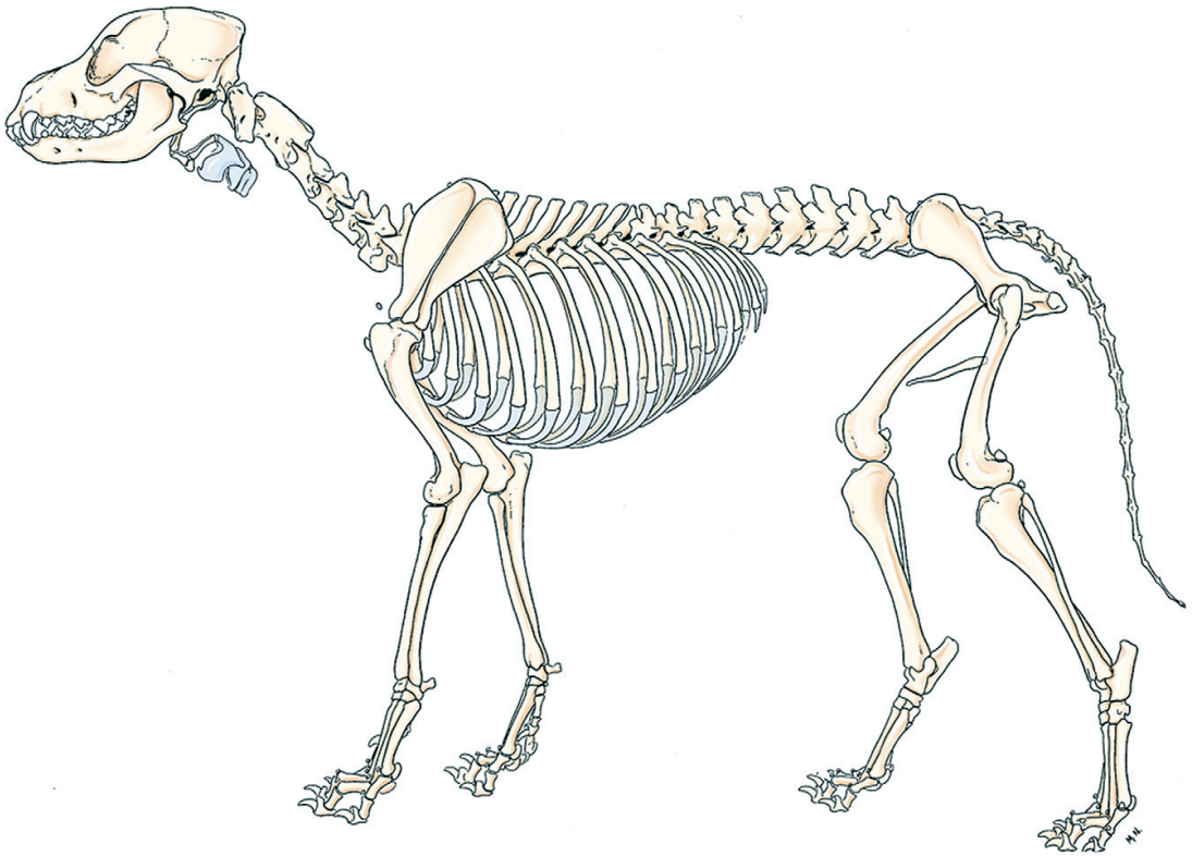 犬的全身骨骼2.png