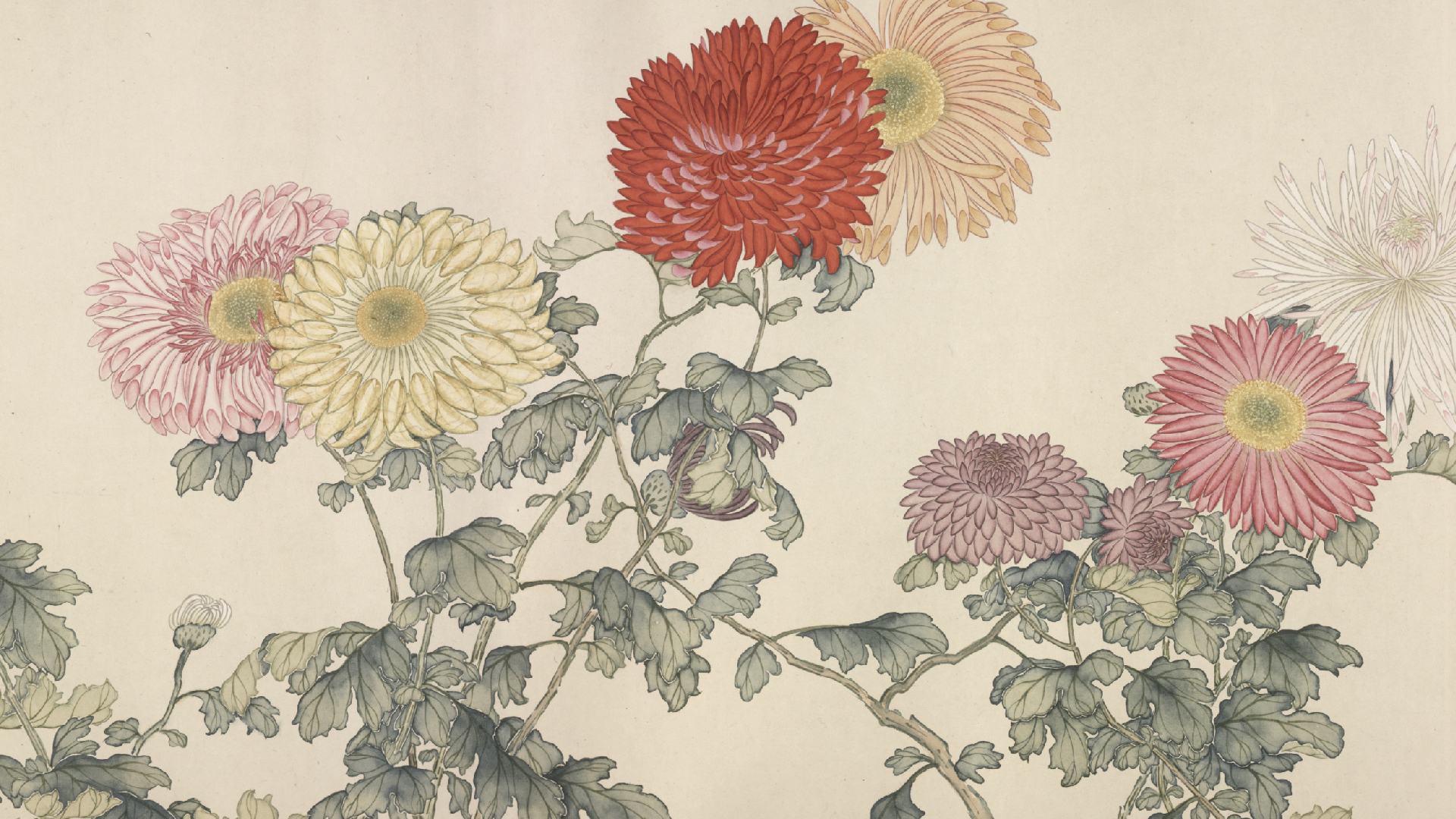 清 汪承霈洋菊四十四种图卷