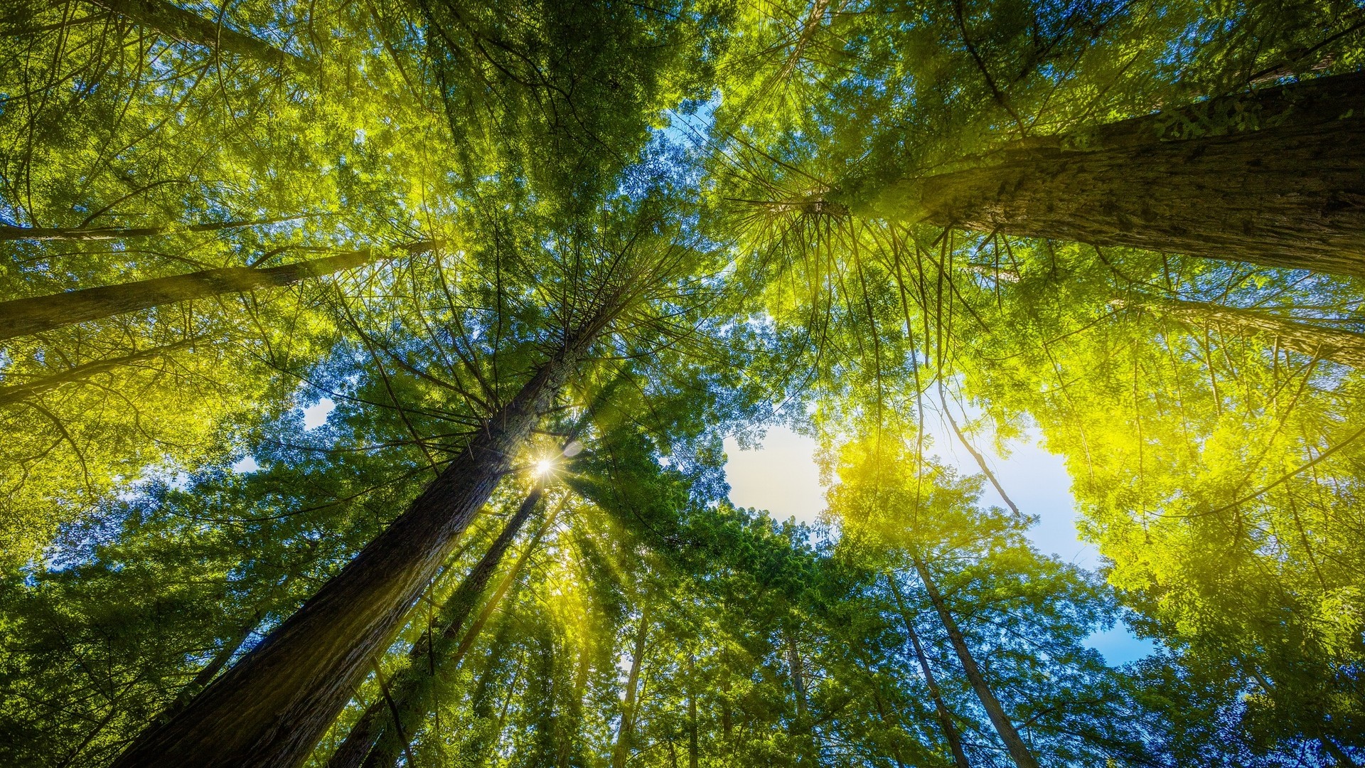 壁纸社素材 4K超清 种草 超清典藏 电脑桌面专用