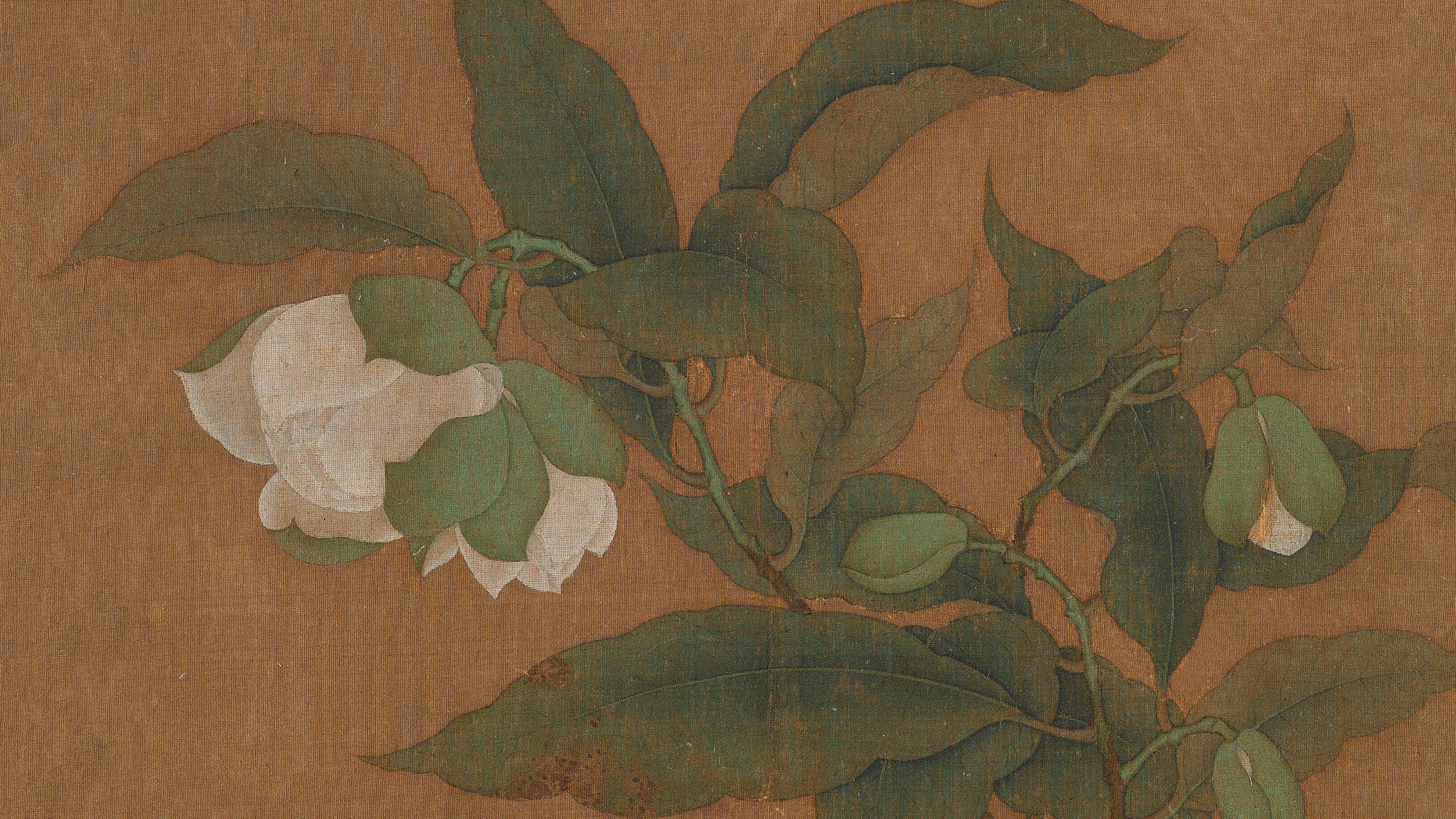 宋 白茶花图页